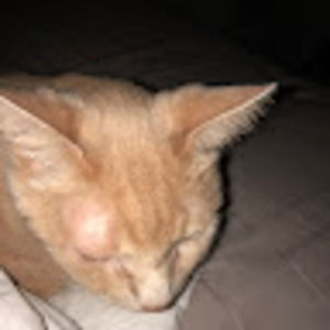 Meet your Posher, Virginia